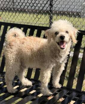 Vinny -  Poodle and Mixed Breed Dog Available for Adoption in Daphne, Alabama - Vinny | PetCurious