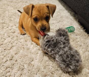 Chihuahua Dogs Available for Adoption - LEO - ACCEPTING APPLICATIONS | PetCurious