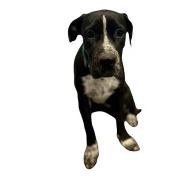 Peyton -  Mastiff and Pit Bull Terrier Dog for Adoption in Red Bluff, California - Peyton | PetCurious