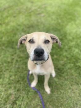 Clancy -  Mixed Breed Dog for Adoption in Vero Beach, Florida - Clancy | PetCurious