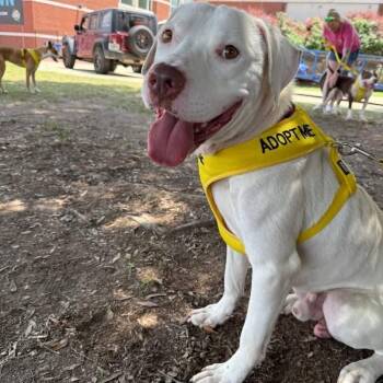 Tofu 3030 -  Mixed Breed Dog for Adoption in Columbus, Georgia - Tofu 3030 | PetCurious
