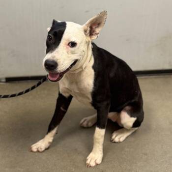 Karma -  Terrier and Mixed Breed Dog for Adoption in Marshall, Texas - Karma | PetCurious
