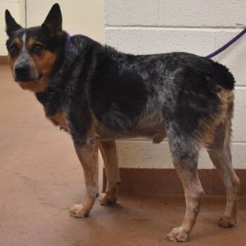 Hondo -  Australian Cattle Dog Blue Heeler Dog for Adoption in Spanish Fork, Utah - Hondo | PetCurious
