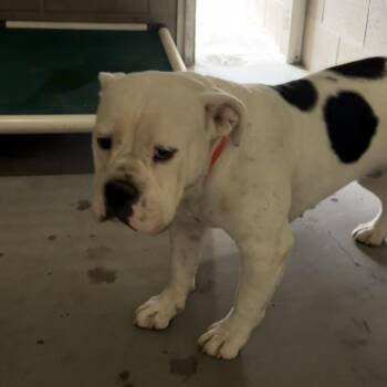 Aquila -  American Bulldog and Mixed Breed Dog for Adoption in Yuma, Arizona - Aquila | PetCurious