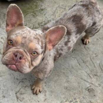 French Bulldog Dogs Available for Adoption - Miss Bianca | PetCurious