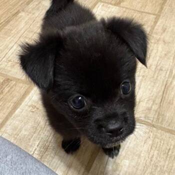 HSOY-Stray-130445_2 -  Chihuahua and Mixed Breed Dog for Adoption in Yuma, Arizona - HSOY-Stray-130445_2 | PetCurious