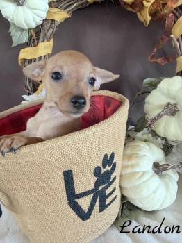 Landon -  Chihuahua Dog for Adoption in Tulsa, Oklahoma - Landon | PetCurious