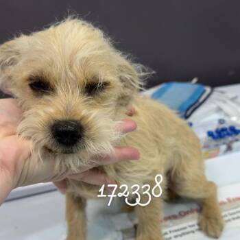 Dachshund and Terrier Dogs Available for Adoption in Chico, California - DOMINO | PetCurious