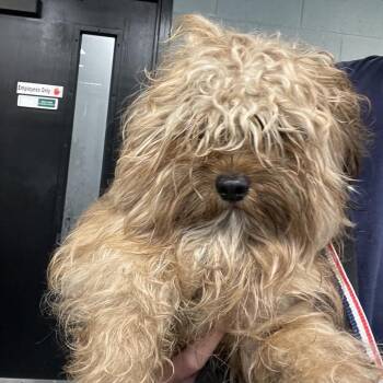 Chewy -  Shih Tzu Dog for Adoption in Allentown, Pennsylvania - Chewy | PetCurious