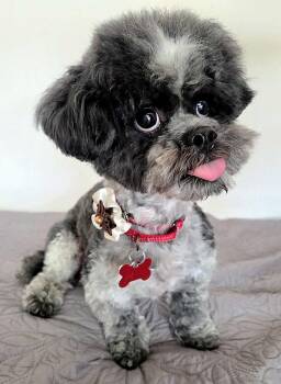 Bichon Frise and Shih Tzu Dogs Available for Adoption in Palo Alto, California - Teddy Ruxpin | PetCurious