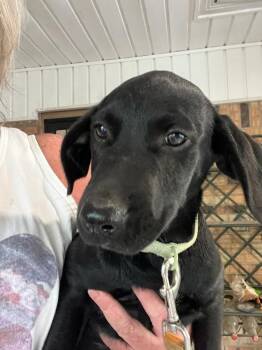 Davey / Dak -  Labrador Retriever and Mixed Breed Dog for Adoption in Broomfield, Colorado - Davey / Dak | PetCurious