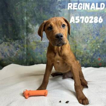 REGINALD -  Doberman Pinscher and Mixed Breed Dog for Adoption - REGINALD | PetCurious