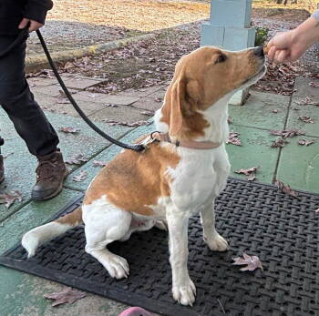 Rescue Labrador Retriever and Basset Hound Dogs for Adoption in Rustburg, Virginia - Cook - At Shelter Available 11/24 | PetCurious
