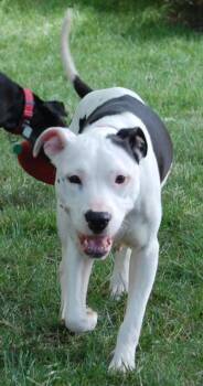 Mixed Breed Dogs Available for Adoption in Cincinnati, Ohio - Snow Plow | PetCurious