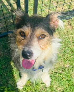 Oscar -  Mixed Breed Dog for Adoption in Fort Worth, Texas - Oscar | PetCurious