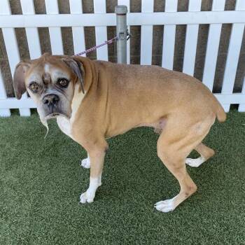 A611337 -  Boxer and Mixed Breed Dog for Adoption in Modesto, California - A611337 | PetCurious