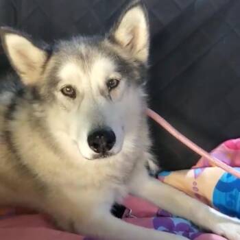 Nike -  Siberian Husky Dog for Adoption in Apache Junction, Arizona - Nike | PetCurious