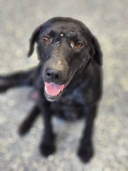 Rescue Labrador Retriever and Mixed Breed Dogs for Adoption in Carthage, Missouri - Luxury | PetCurious