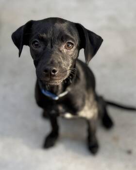 Rescue Terrier and Chihuahua Dogs for Adoption in Oakley, California - Chip | PetCurious