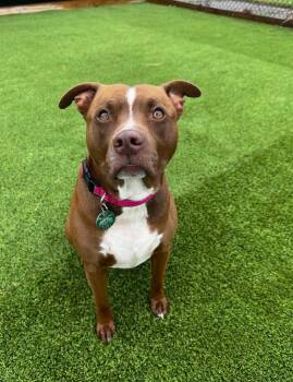 Mixed Breed Dogs Available for Adoption in Detroit, Michigan - Rusty | PetCurious