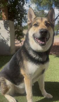 Rocky -  German Shepherd Dog Dog for Adoption in Payson, Arizona - Rocky | PetCurious