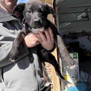 Rescue American Staffordshire Terrier and Border Collie Dogs for Adoption in Leona Valley, California - Linus | PetCurious