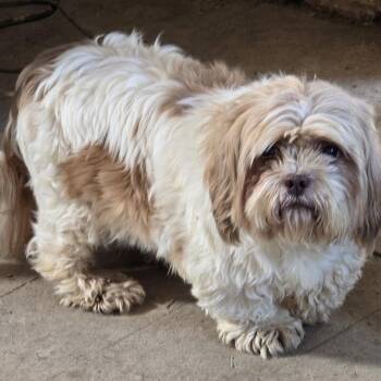 Shih Tzu Dogs Available for Adoption in Zaleski, Ohio - Stanley | PetCurious