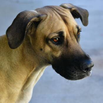 Rescue Great Dane and Mixed Breed Dogs for Adoption in Ottawa, Kansas - Crisp | PetCurious