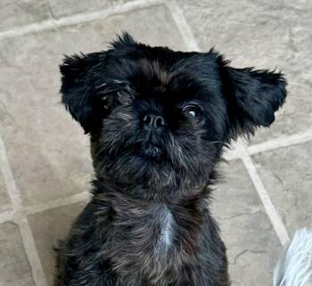 Shih Tzu Dogs Available for Adoption in Elk Grove, California - Biscuit | PetCurious