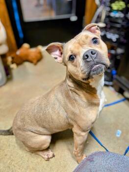 Rescue Pit Bull Terrier Dogs for Adoption in Douglasville, Georgia - Flora | PetCurious
