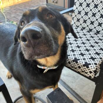 Miranda -  Rottweiler and German Shepherd Dog Dog for Adoption in Las Vegas, Nevada - Miranda | PetCurious
