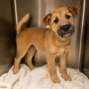 Venus -  Shiba Inu and Schnauzer Dog for Adoption in Malvern, Pennsylvania - Venus | PetCurious