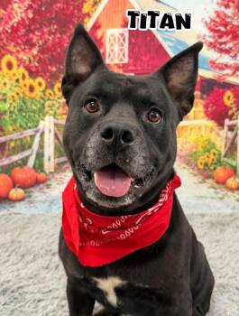 Titan -  Mixed Breed Dog for Adoption in Flint, Michigan - Titan | PetCurious