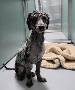 Azul -  Poodle Dog for Adoption in Portland, Maine - Azul | PetCurious