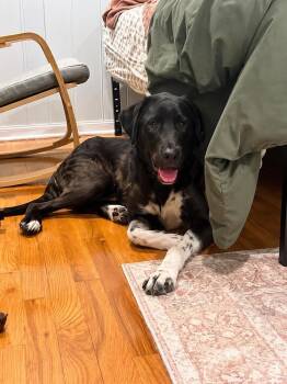 Brownie Mix -  Flat Coated Retriever and Anatolian Shepherd Dog for Adoption in Colorado Springs, Colorado - Brownie Mix | PetCurious