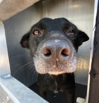 NEGRITA -  Labrador Retriever Dog for Adoption in San Antonio, Texas - NEGRITA | PetCurious