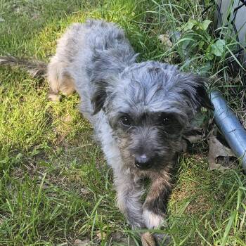 Bonito -  Cairn Terrier and Mixed Breed Dog for Adoption - Bonito | PetCurious
