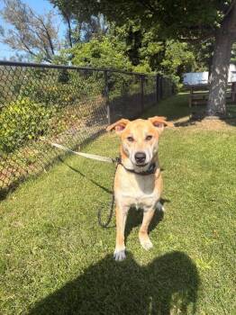 Drako -  Labrador Retriever Dog for Adoption in Warren, Pennsylvania - Drako | PetCurious