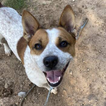 Cattle Dog and Cardigan Welsh Corgi Dogs Available for Adoption in Austin, Texas - Dex | PetCurious