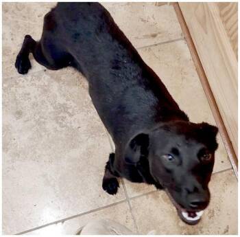 Bart -  Labrador Retriever Dog for Adoption in Oak Ridge, Tennessee - Bart | PetCurious