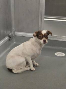 Rescue Chihuahua Dogs for Adoption in Ontario, California - MAMAITA | PetCurious