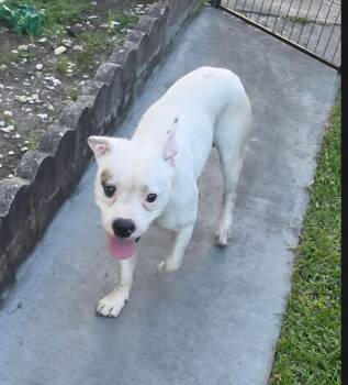 Casper -  Boston Terrier and American Bulldog Dog for Adoption - Casper | PetCurious