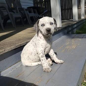 Australian Cattle Dog Blue Heeler Dogs Available for Adoption - Lumi | PetCurious