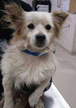 Pomeranian Dogs Available for Adoption in Marietta, Georgia - Murphy (317) | PetCurious