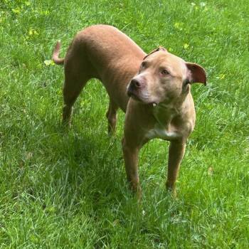 Rescue Mixed Breed Dogs for Adoption in New York, New York - Jelly | PetCurious