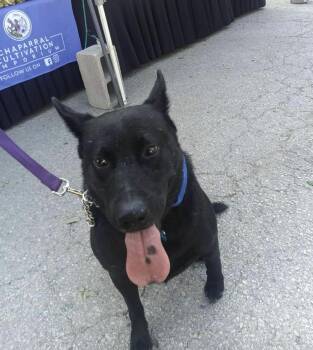 Rescue German Shepherd Dog Dogs for Adoption in Pflugerville, Texas - Argos | PetCurious