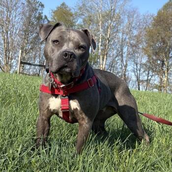 Sophia -  Pit Bull Terrier Dog for Adoption in Carmel Hamlet, New York - Sophia | PetCurious
