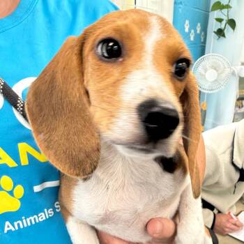 Magenta -  Beagle Dog for Adoption in Troy, Virginia - Magenta | PetCurious