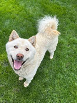 Rescue Jindo Dogs for Adoption in Wells, Nevada - Kuno | PetCurious