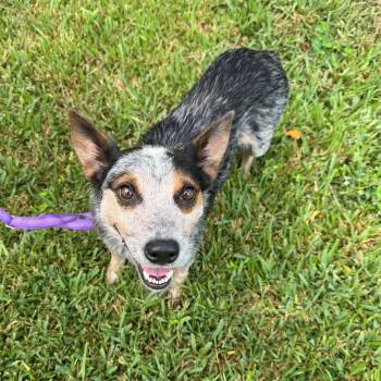 Petunia -  Australian Cattle Dog Blue Heeler Dog for Adoption in Houston, Texas - Petunia | PetCurious